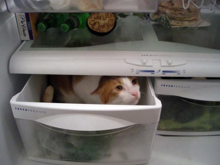 Коты и кошки в холодильниках