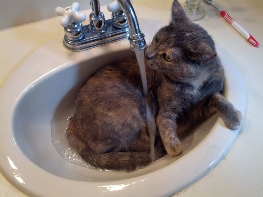 Прикольные животные, смотреть будет весело
