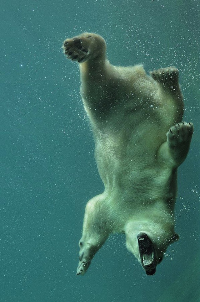 Животные в воде и под водой