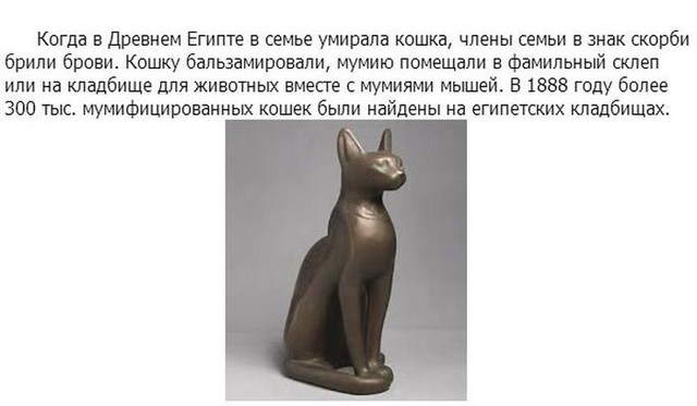 Интересное про котэ в картинках