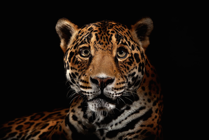 Фотосессия животных для National Geographic