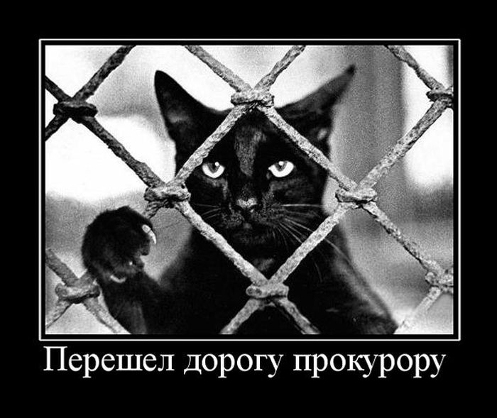 Демотиваторы с понятным смыслом.