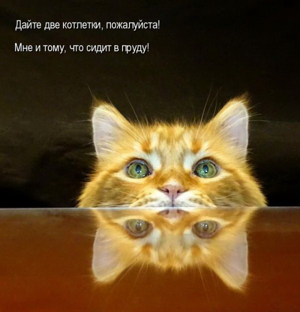 Кото приколы