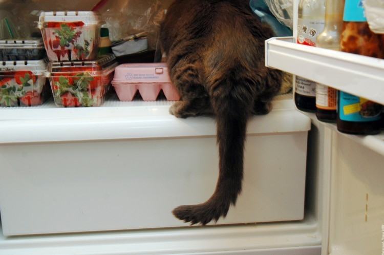 Коты и кошки в холодильниках