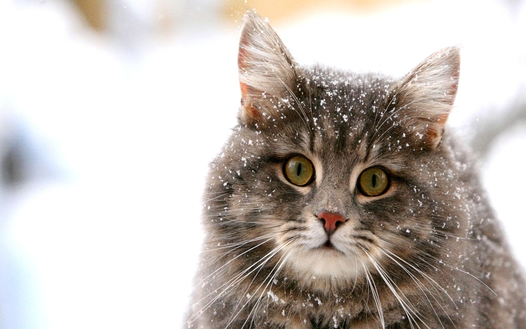 Зимние коты
