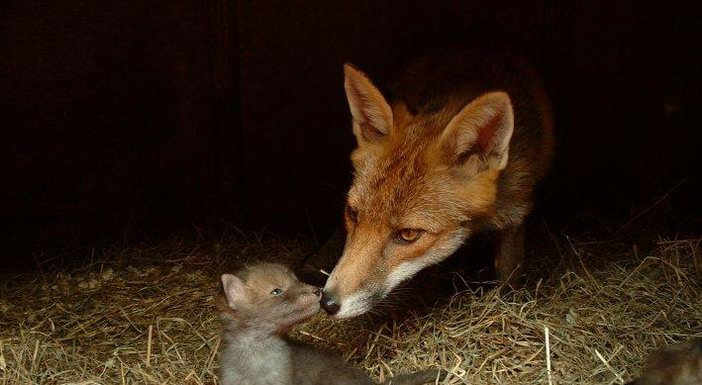 Приколы с животными, кошек почти нет
