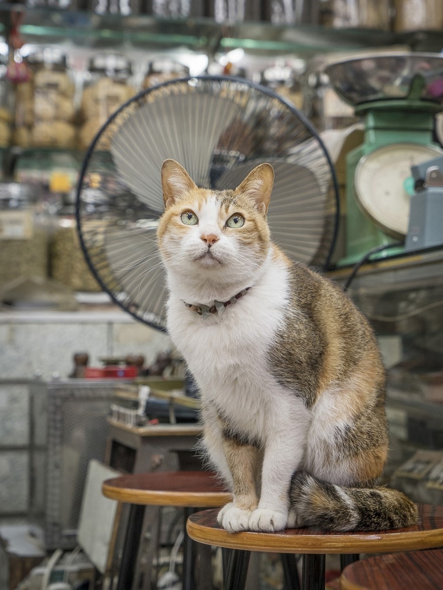 Котики в магазинах
