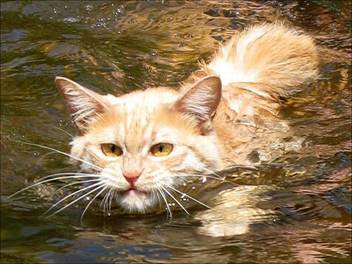 Кошки в воде, смешные фото
