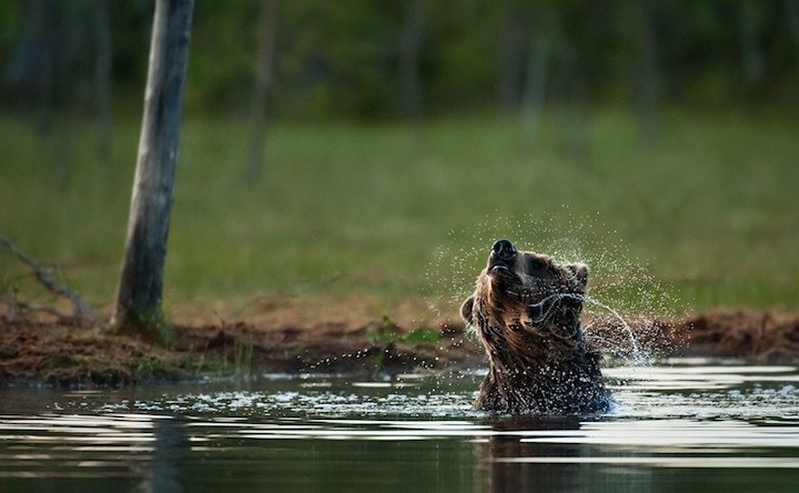 Мишки фото