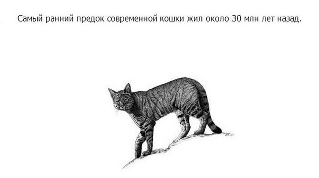 Интересное про котэ в картинках
