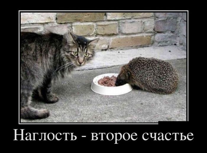 Демотиваторы с прикольными словами.