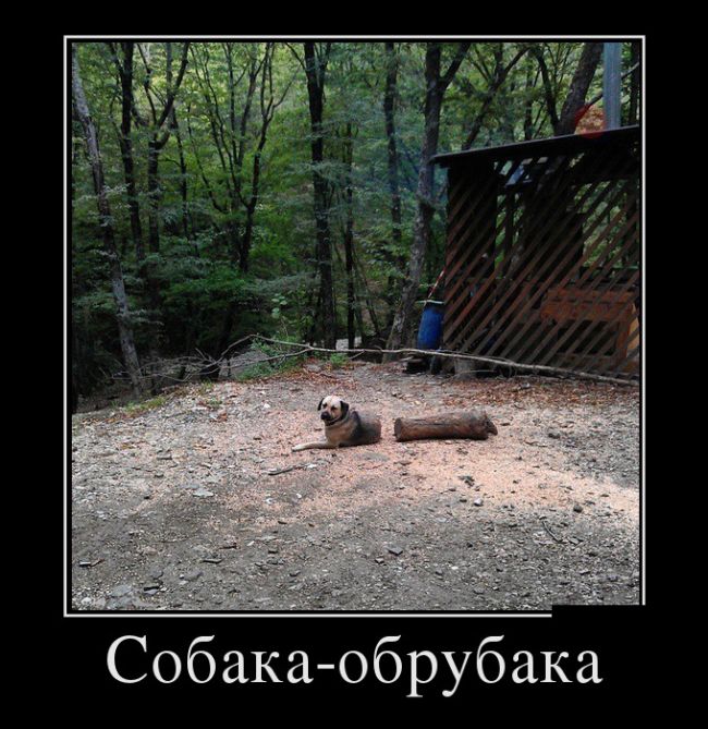Демотиваторы и чашка крепкого кофе, вот что с утра нужно.