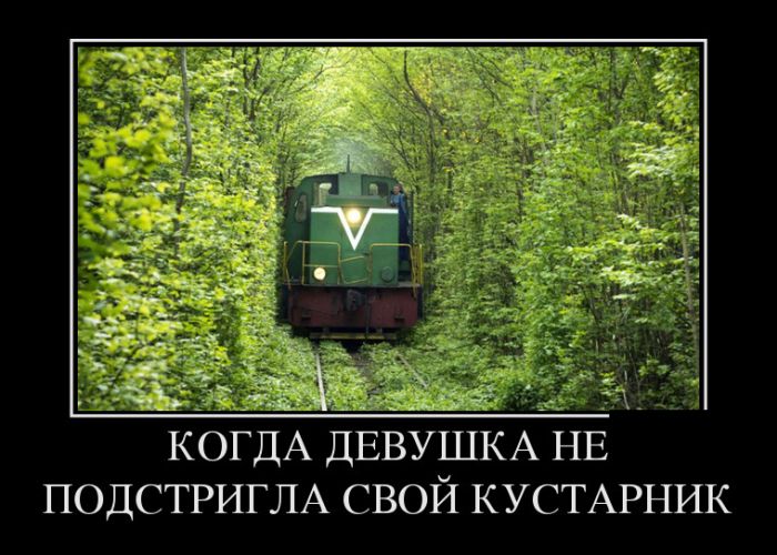 Приколы и цитаты в демотиваторах.