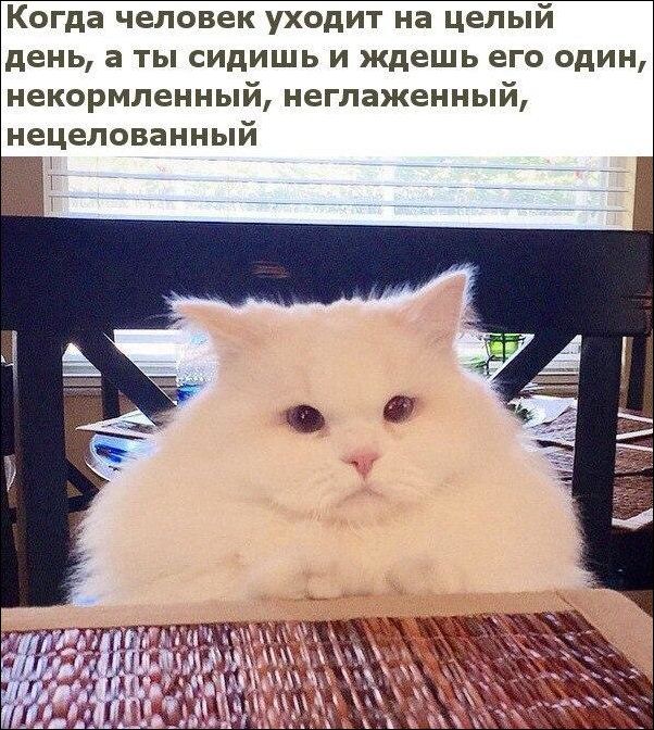 Прикольные картинки (30 фото)
