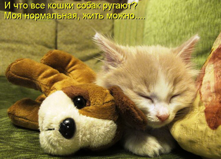 Кото приколы