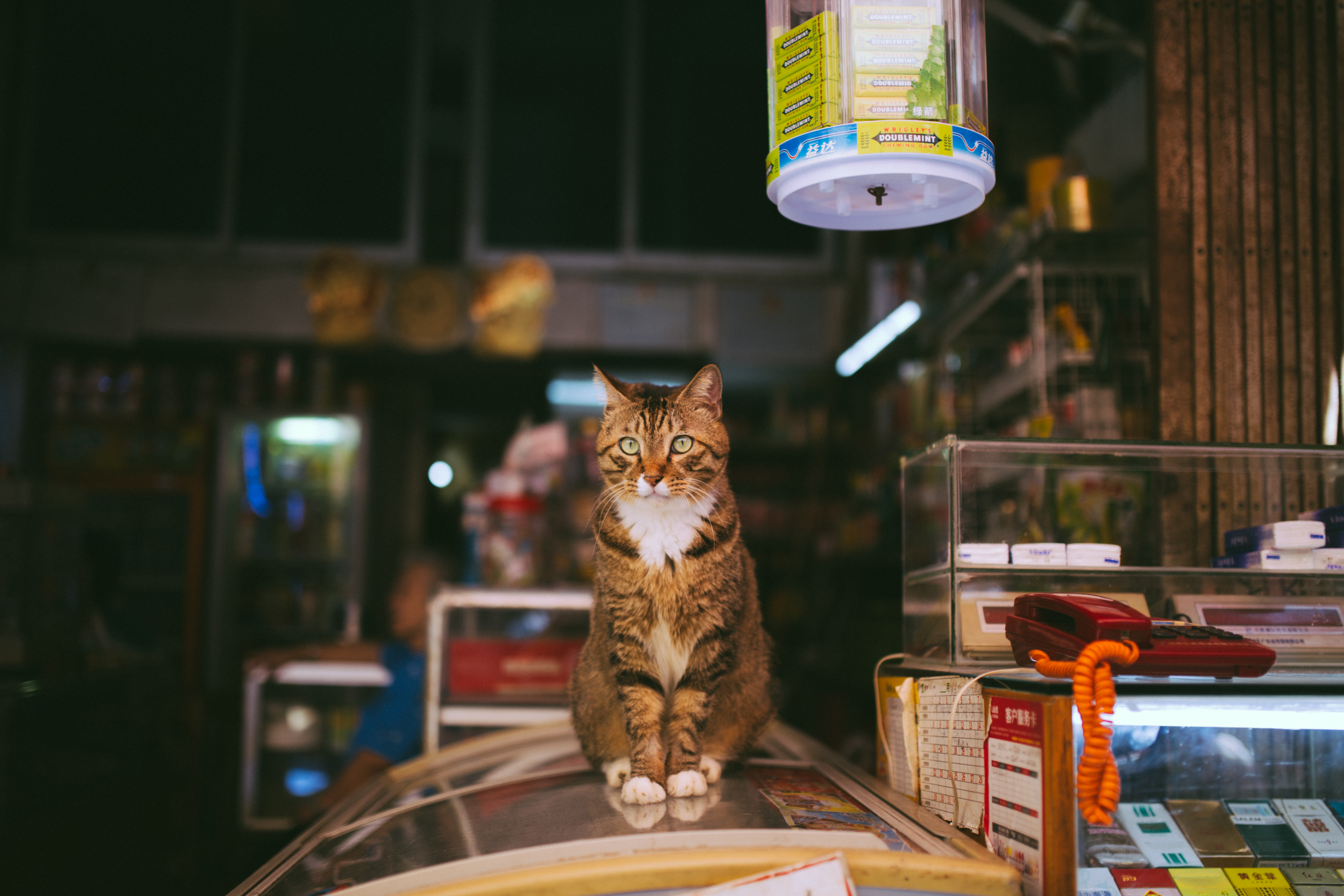 Котики в магазинах