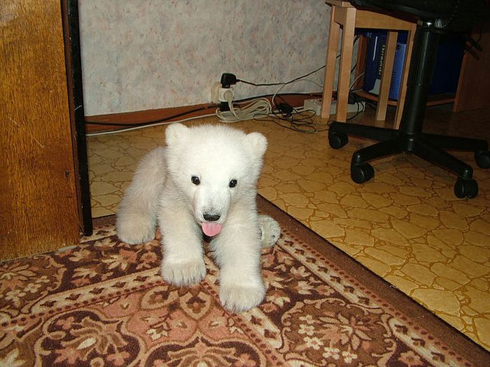 Спасение полярного медвежонка