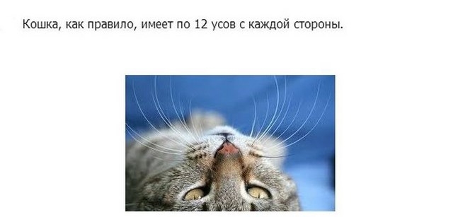 Интересное о кошках, заключительная часть