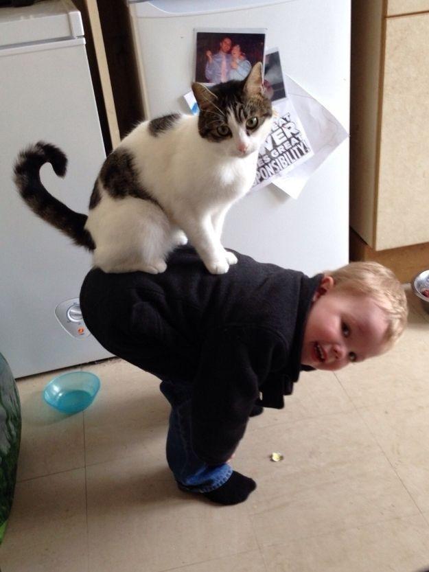 Прикольные животные которых мы любим