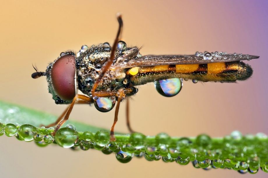 Красивые макро снимки насекомых после дождя