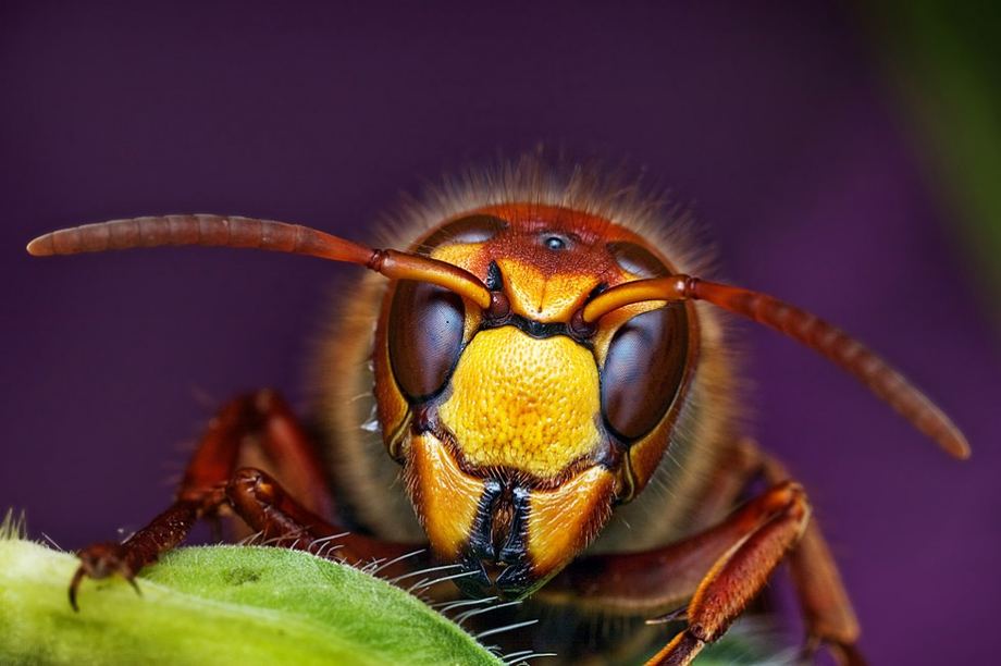 Макро фото насекомых