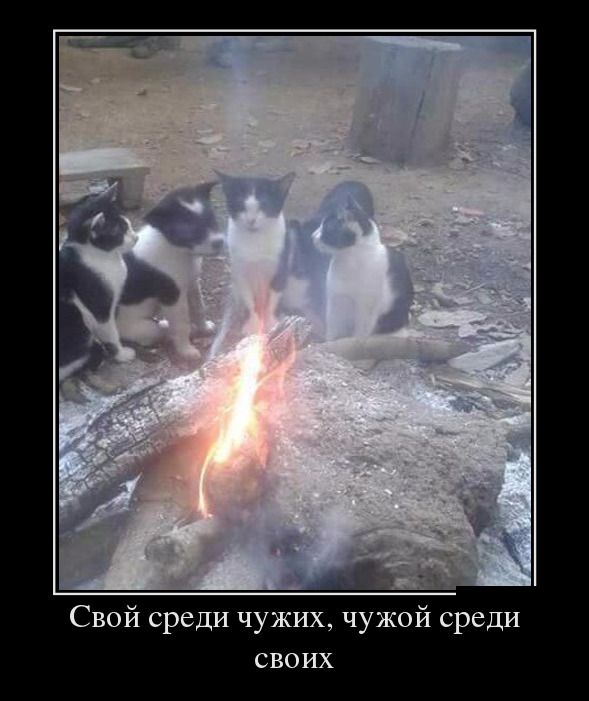 Демотиваторы, это прикольно не лишай себя удовольствия.