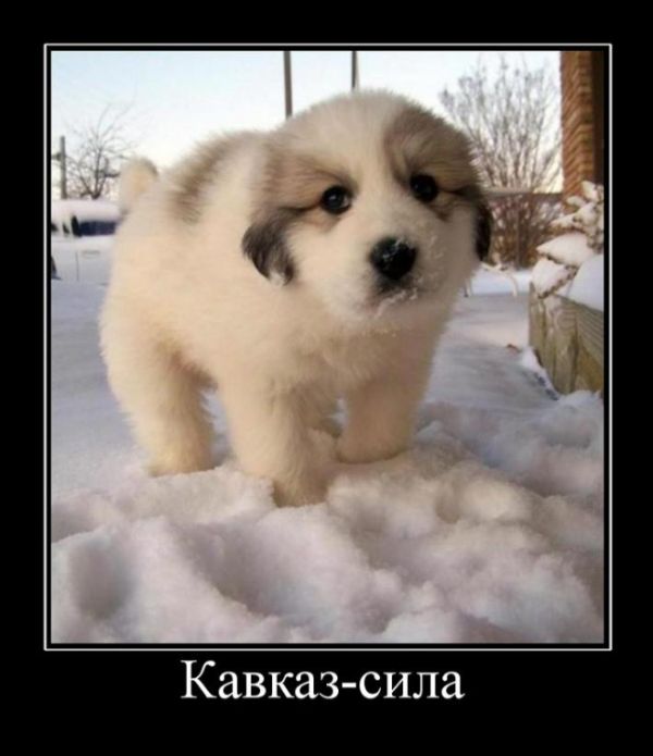 Демотиваторы, приколы хоть отбавляй.