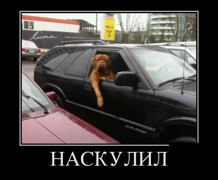 Демотиваторы лучшие по итогам.