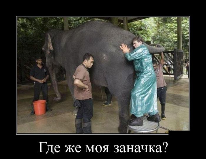 Прикольные демотиваторы фото.