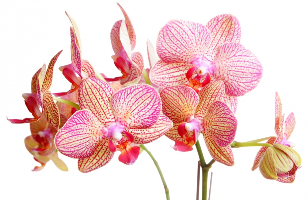 Для вас милые женщины.  Орхидеи.