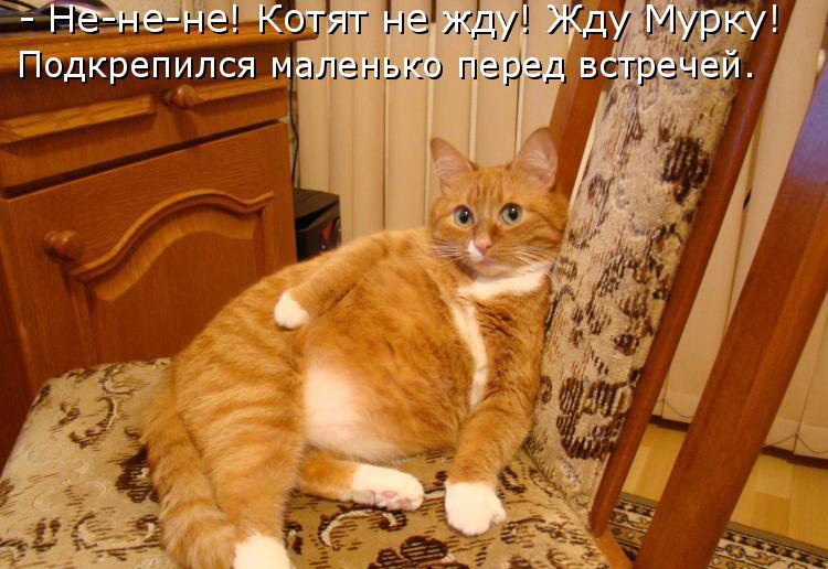 Кото приколы
