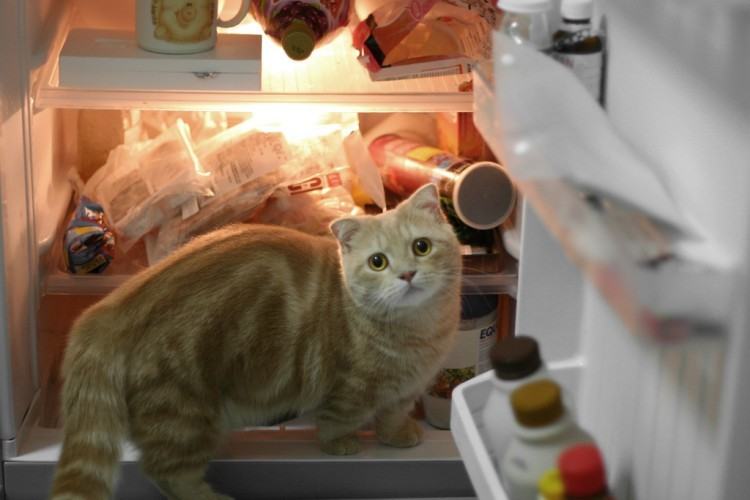 Коты и кошки в холодильниках