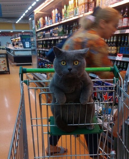 Котики в магазинах