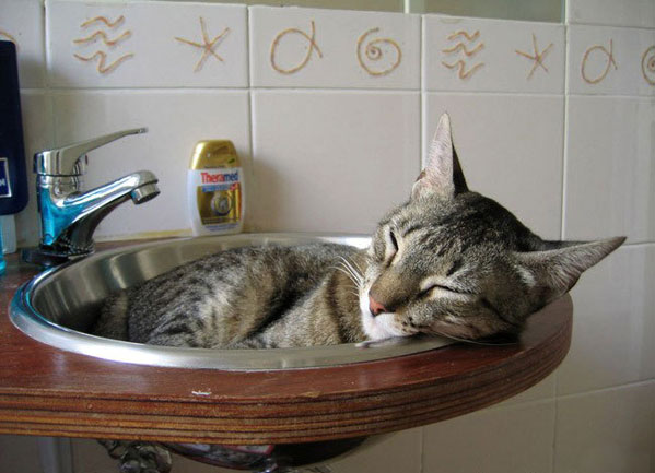Кошки в воде, смешные фото