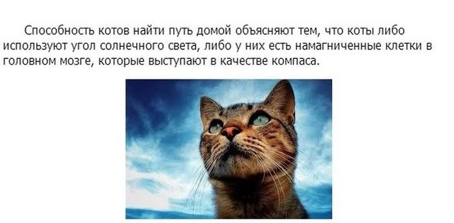 Интересное о кошках, заключительная часть