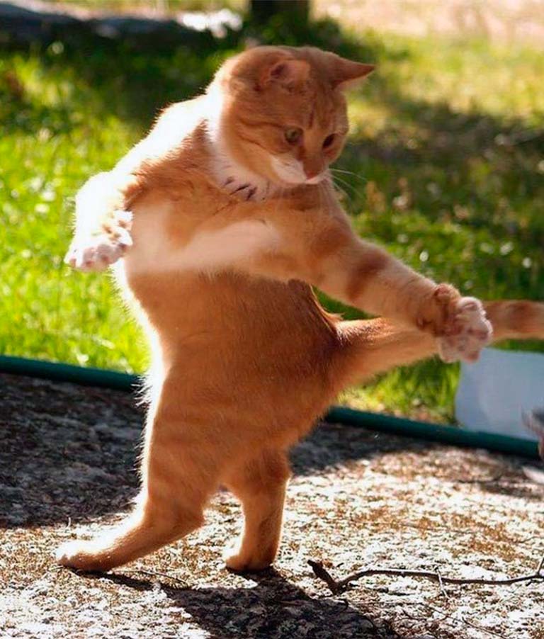Прикольные животные которых мы любим