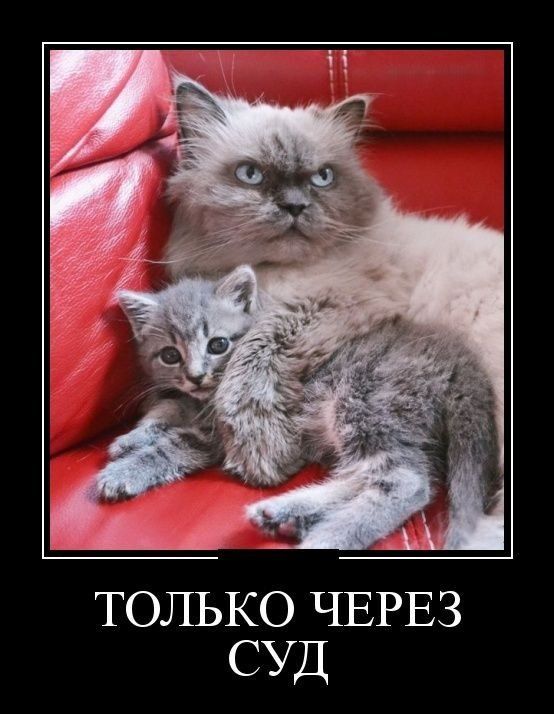 Демотиваторы для смеха