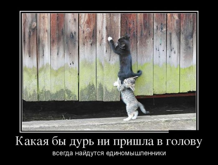 Приколы и цитаты в демотиваторах.