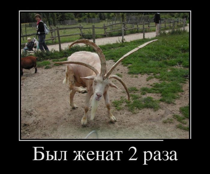 Демотиваторы, приколы хоть отбавляй.