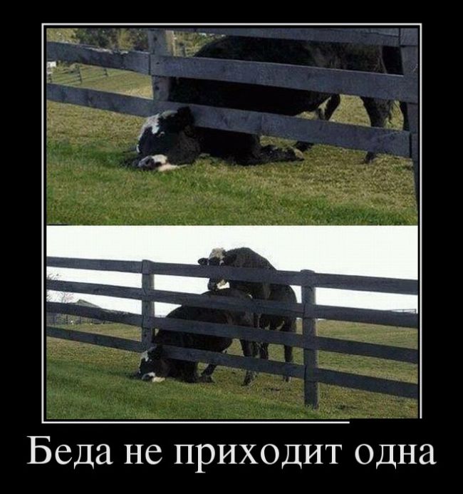 Демотиваторы фото с приколами.