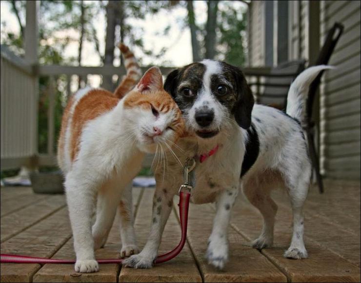 Прикольные животные которых мы любим