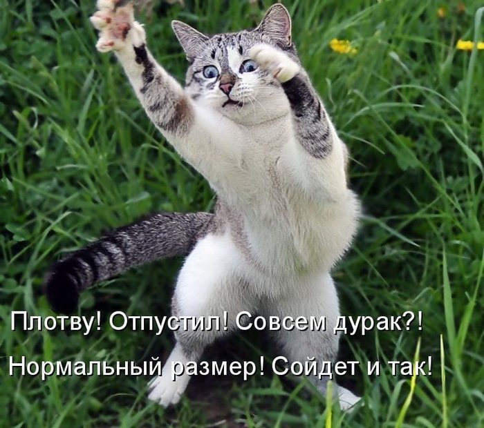 Кото приколы