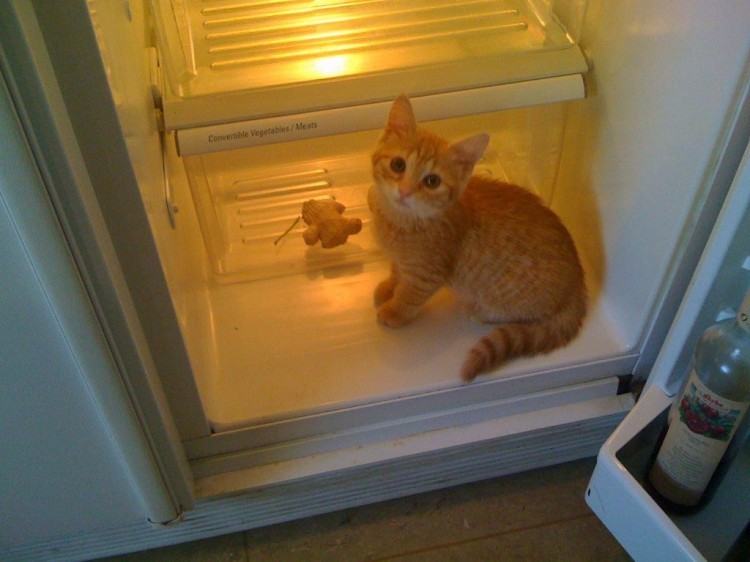 Коты и кошки в холодильниках