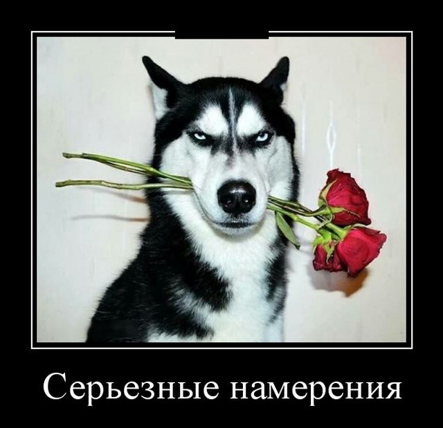 Без демотиваторов - никуда!