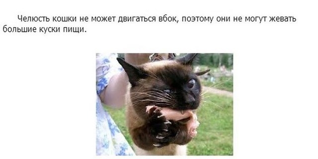 Интересное о кошках, заключительная часть
