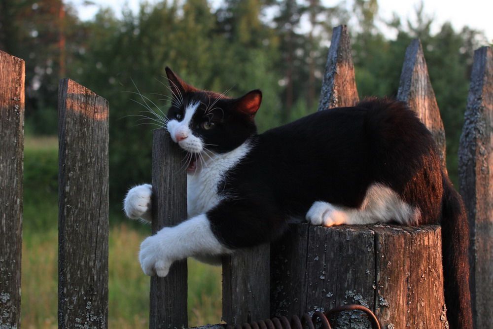Смешные фотографии разных животных