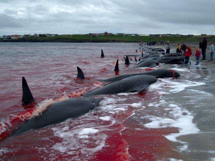 Море крови на Фарерских островах