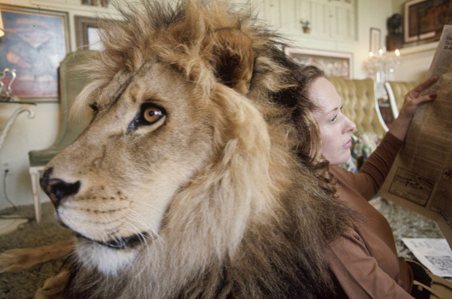 В семье актрисы Типпи Хедрен жил взрослый лев