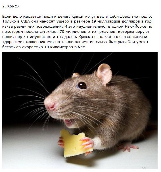 Самые хитрые животные