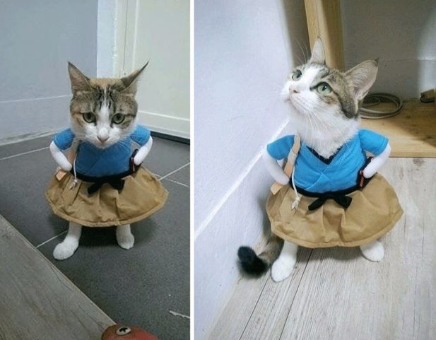 Классные картинки животных